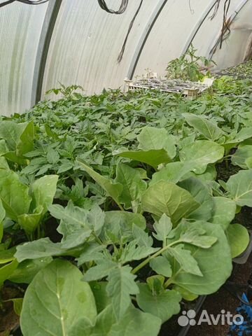 Рассада овощная и цветочная