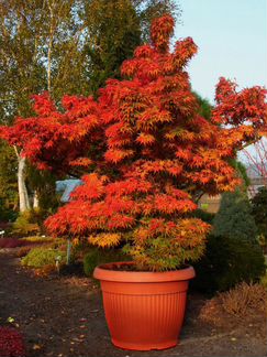 Декоративные клены бонсай