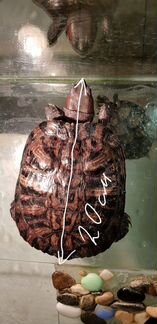 Красноухая черепаха вместе с аквариума