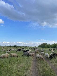 Бараны, овцы (Самара-Новокуйбышевск) - фотография № 7