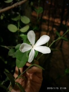 Карисса вариегатная (тм)