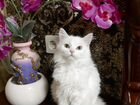 Белые котята от красавицы мамы Турецкая ангора