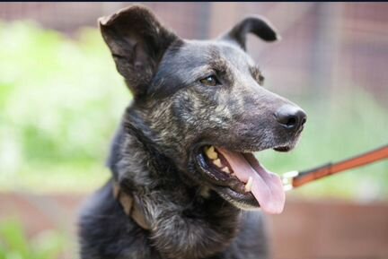 Граф ищет новый дом