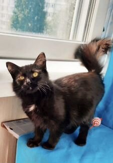 Котята в добрые руки даром