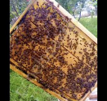 Пчелиные пакеты