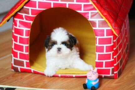 Малышка ши-тцу 2 мес РКФ