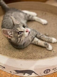 Одноглазый котенок - мальчик ласковый