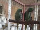 Ожереловые попугаи, возможна отправка по России