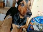 Собака немецкий пинчер объявление продам