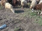 Ярочки,овцы, бараны