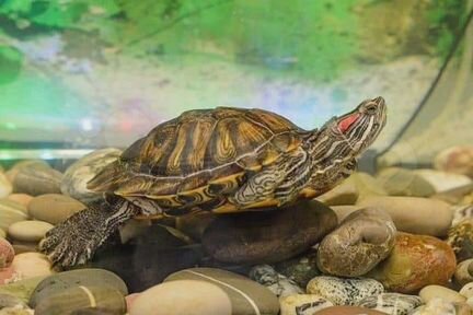 Красноухая черепаха + аквариум