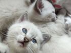 Тайские голубоглазые котята