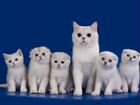 Котоняня в питомник шотландских кошек Пушкин cпб объявление продам