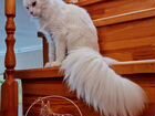 Кот породы Мейн-Кун объявление продам