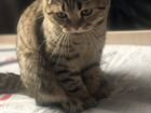 Шотландский кот на вязку с двойным изгибом ушей