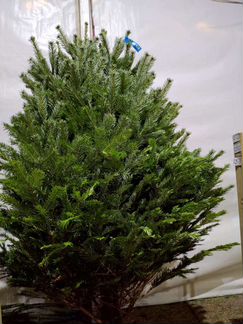 Продам пихту норманда