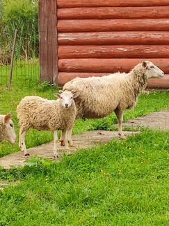 Овца и Баран - фотография № 2