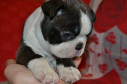 Щенки бостон-терьера