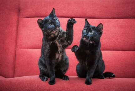 Кики, 2 года