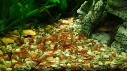 Креветки-вишни, сомы,улитки,растения