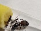 Camponotus cruentatus матка + 2-10 рабочих
