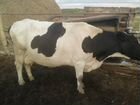 Коровы дойные молочные объявление продам