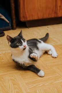 Кошка Мушка