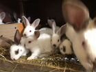 Калифорнийские Кролики объявление продам