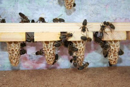 Пчелиные маточники
