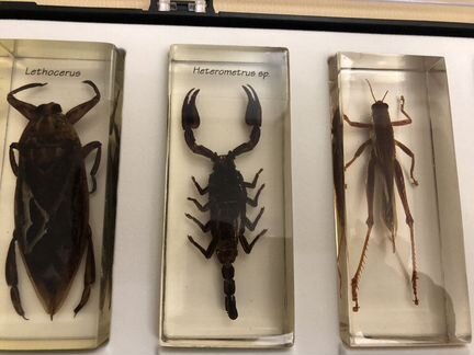 Коллекция насекомых Деагостини