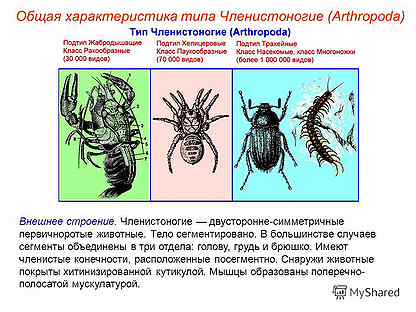 Членистоногие общая характеристика