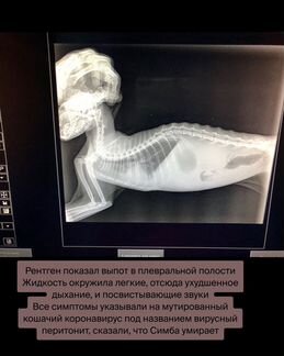 Вирусный перитонит кошек/лекарство