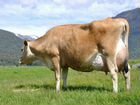 Продам Коров породы Джерсейская объявление продам