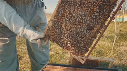 Пчелопакеты карники и бакфаст 2021