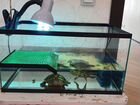 2 Красноухих черепахи с аквариумом, фильтром и уф