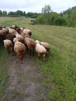Овцы, бараны - фотография № 5
