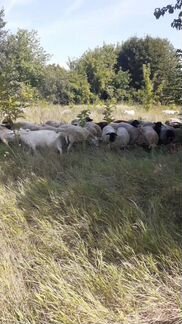 Овцы, бараны, козлы - фотография № 2
