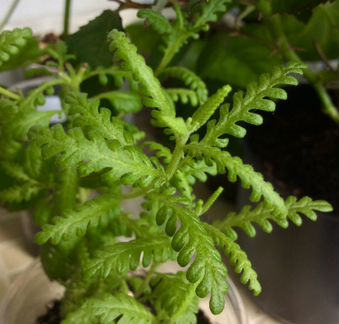 Лаванда комнатная