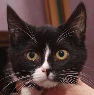 Черно-белый котенок девочка Симба, 4 месяца