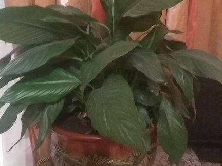 Керамический цветочный горшок