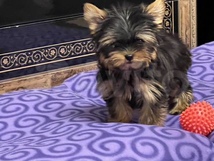 Мини девочки и мальчики