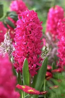 Гиацинт,красный,темно-синий,голубой,белый