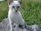 Тайский котенок в дар