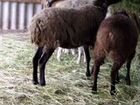 Овцы курдючные. Козлы объявление продам