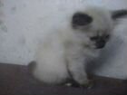 Котенок девочка. 1.5 месяца