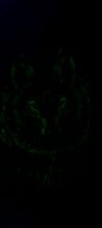 Футболка с волком