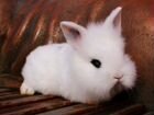 Декоративные карликовые вислоухие кролики объявление продам