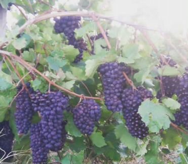 Виноград винных сортов