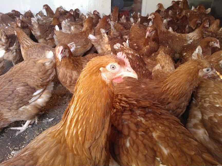 Курица ломан браун описание породы фото яйценоскость кур в домашних