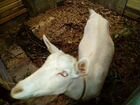 Молодая дойная зоанинская коза объявление продам